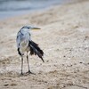 秋の海辺に佇むアオサギ