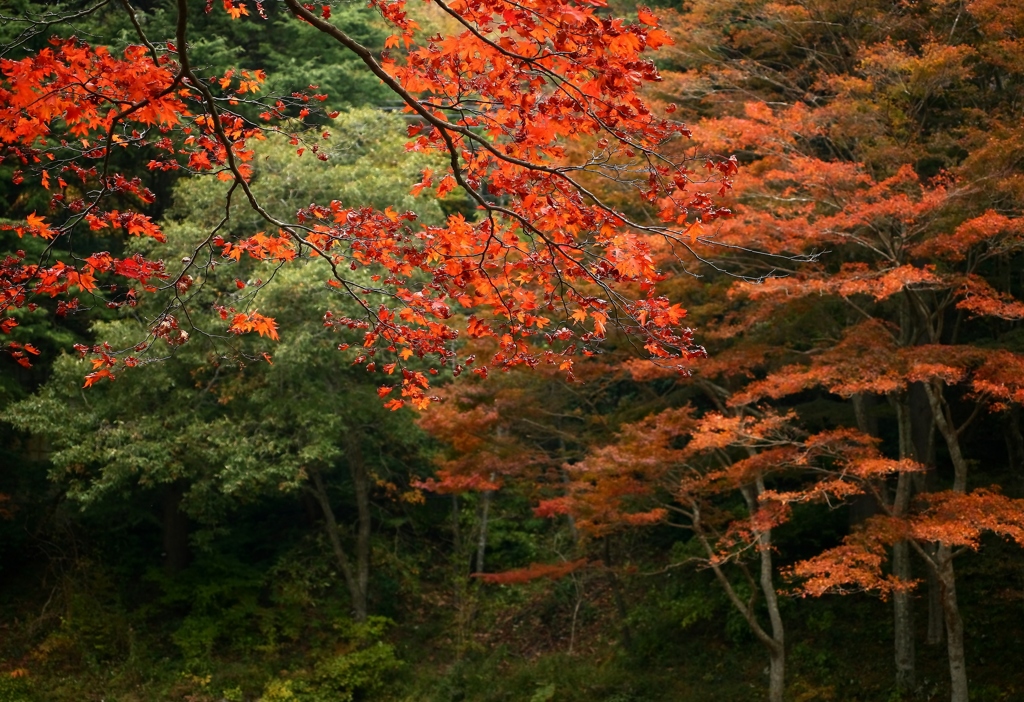 六甲山の紅葉
