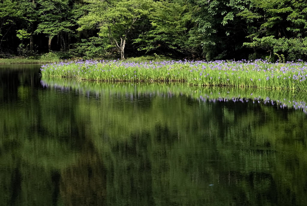 ﾋﾞﾗﾃﾞｽﾄ今津　平池のカキツバタ