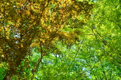 六甲山の新緑の輝き
