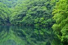 緑の饗宴