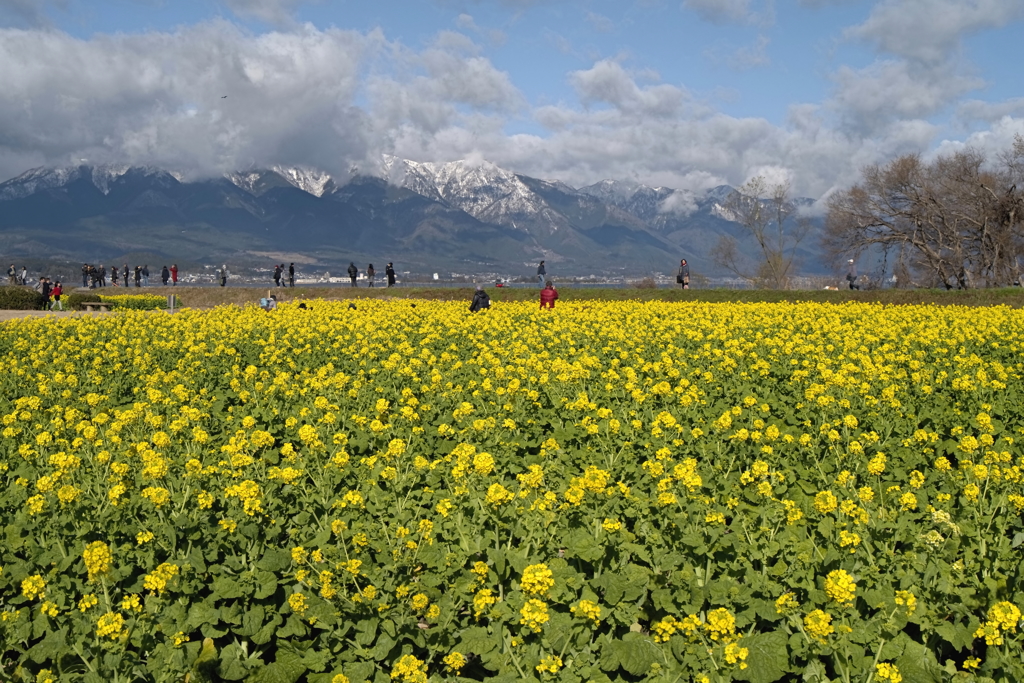 伊吹山と寒咲菜の花