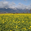 伊吹山と寒咲菜の花