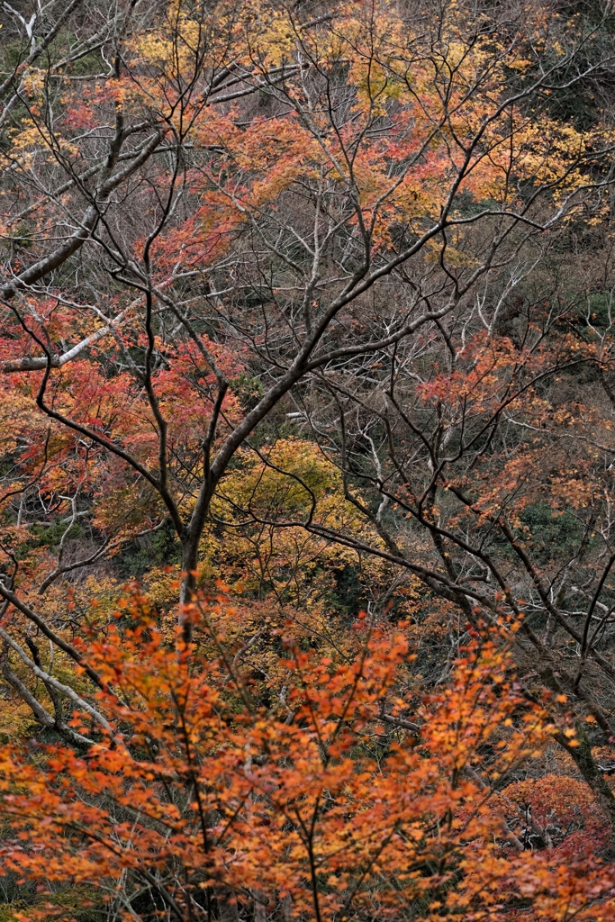 晩秋の箕面
