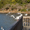 明石公園へようこそ