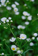 散歩で見かけた可憐な白花