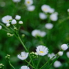 散歩で見かけた可憐な白花
