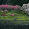 花桃、菜の花に囲まれる春爛漫の又兵衛桜