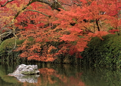 晩秋の永観堂