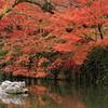 晩秋の永観堂