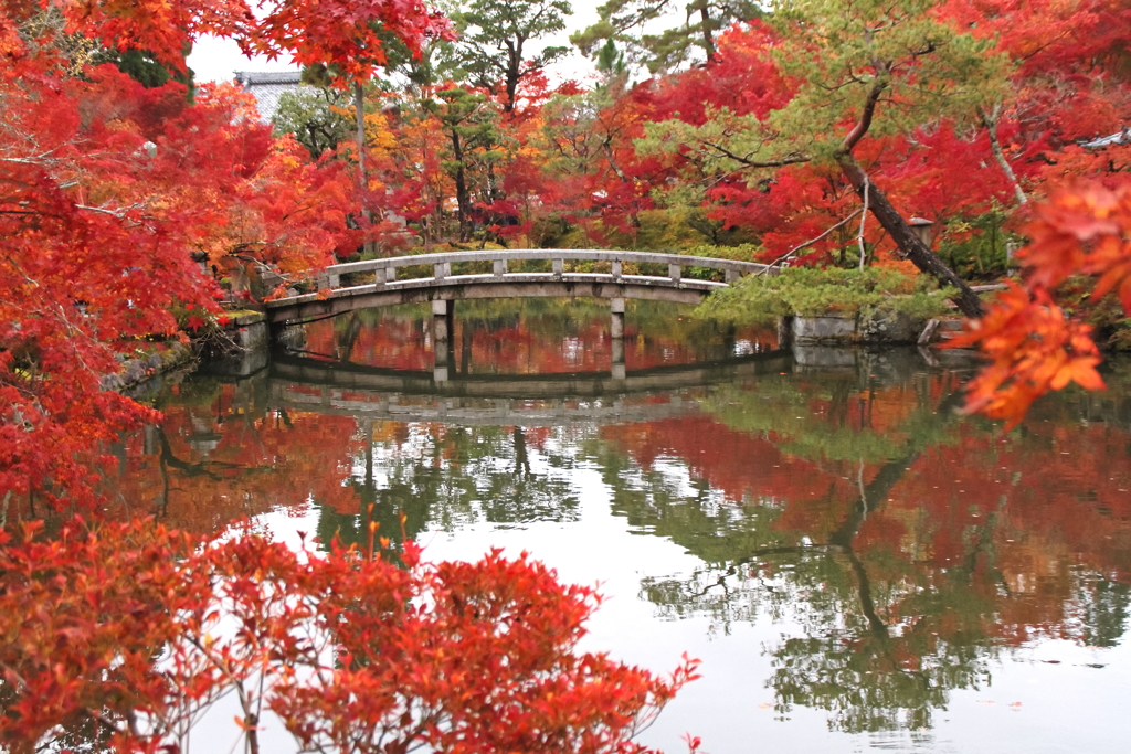 錦秋の永観堂