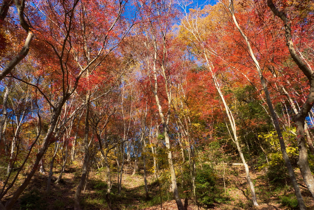 六甲の秋景