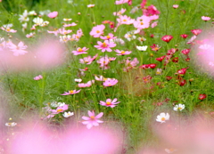 秋桜の宴