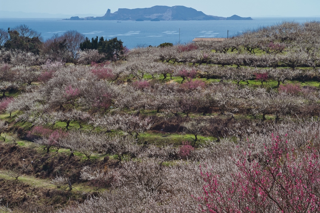 綾部山梅林 