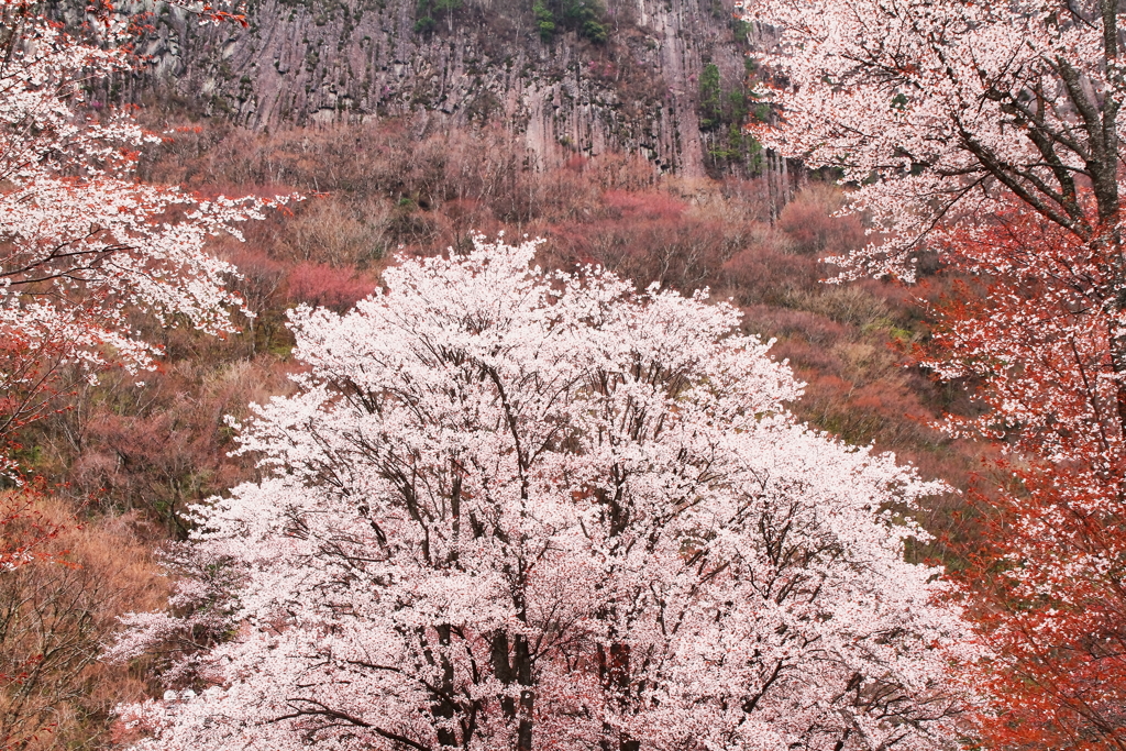 春爛漫の屏風岩公苑