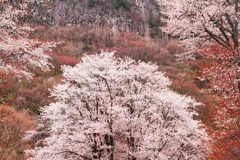 春爛漫の屏風岩公苑