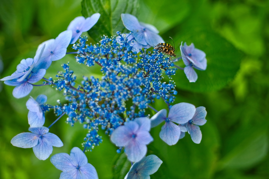紫陽花と昆虫