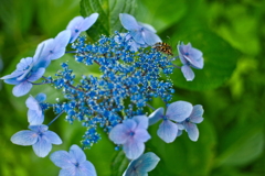 紫陽花と昆虫