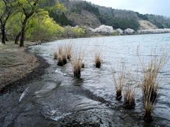 湖畔の春 