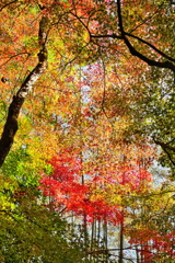 京都北桂の秋彩光粒