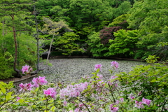 春風とヒラドツツジの調べ