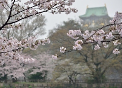 春雨の大阪城