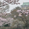 春雨の大阪城