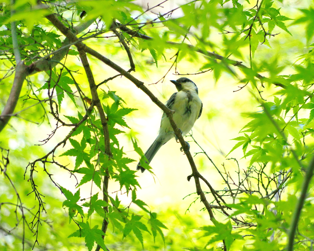 夏のジョウビタキ