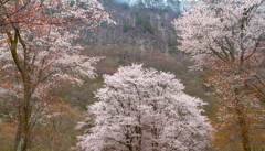 石肌花影
