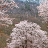 石肌花影
