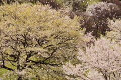 桜吹雪