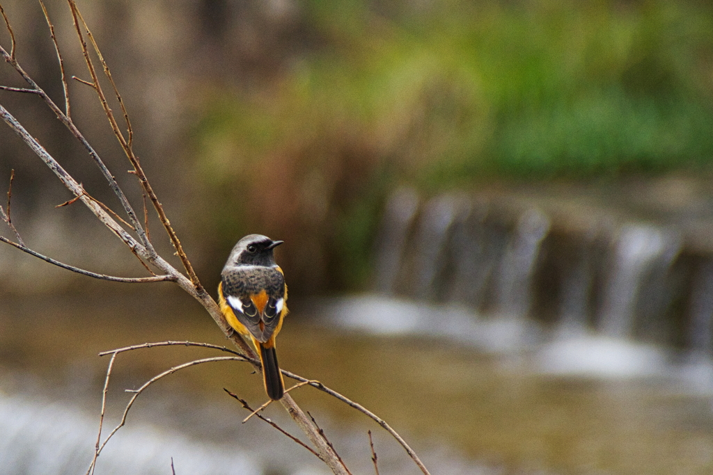 住吉川のジョウビタキ