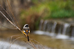 住吉川のジョウビタキ