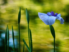 梅宮大社の花菖蒲