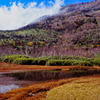 涼風渡る栂池自然園