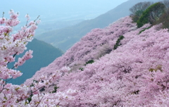 天空の桜宴