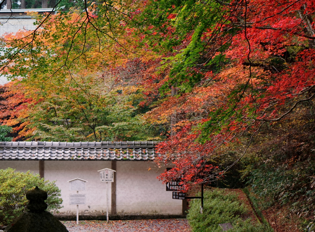 比叡山の紅葉