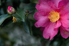 師走の山茶花