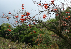 美味しそうな柿が実る奈良の秋