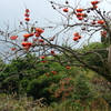 美味しそうな柿が実る奈良の秋