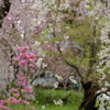 平野神社の春彩