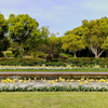 須磨離宮公園の春