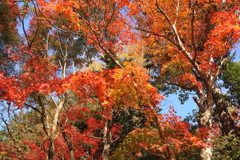 大原野神社の秋彩