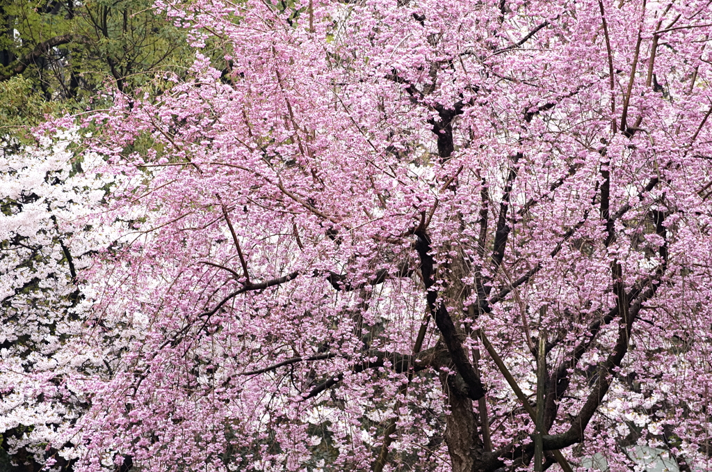 大阪城公園の桜