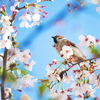 スズメさんの花見