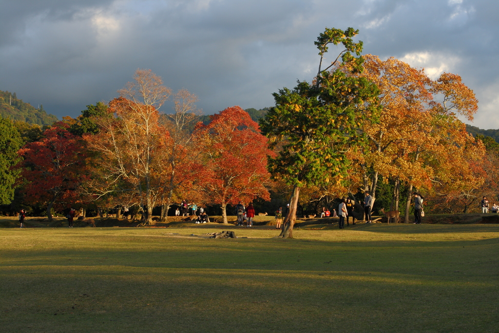 奈良公園の秋夕景