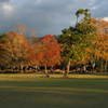 奈良公園の秋夕景