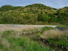 山里の新緑