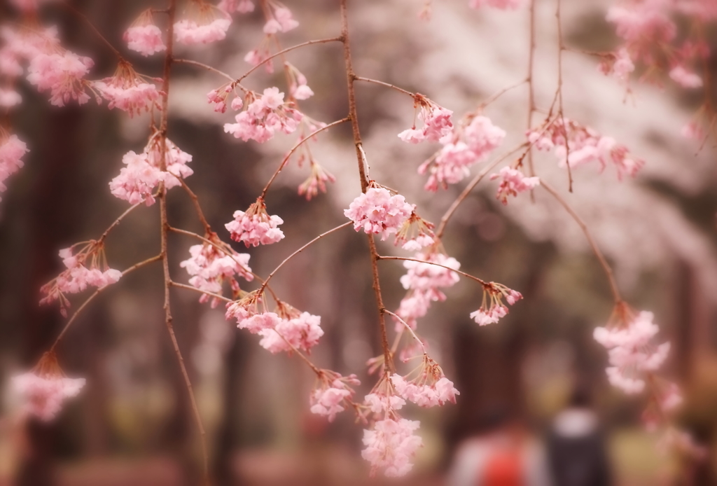 花見散歩