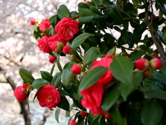 大阪城公園に咲く椿